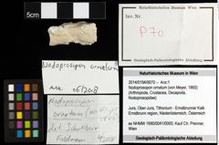 Foto (Objekt + Etiketten) von Nodoprosopon ornatum (von Meyer, 1860) 